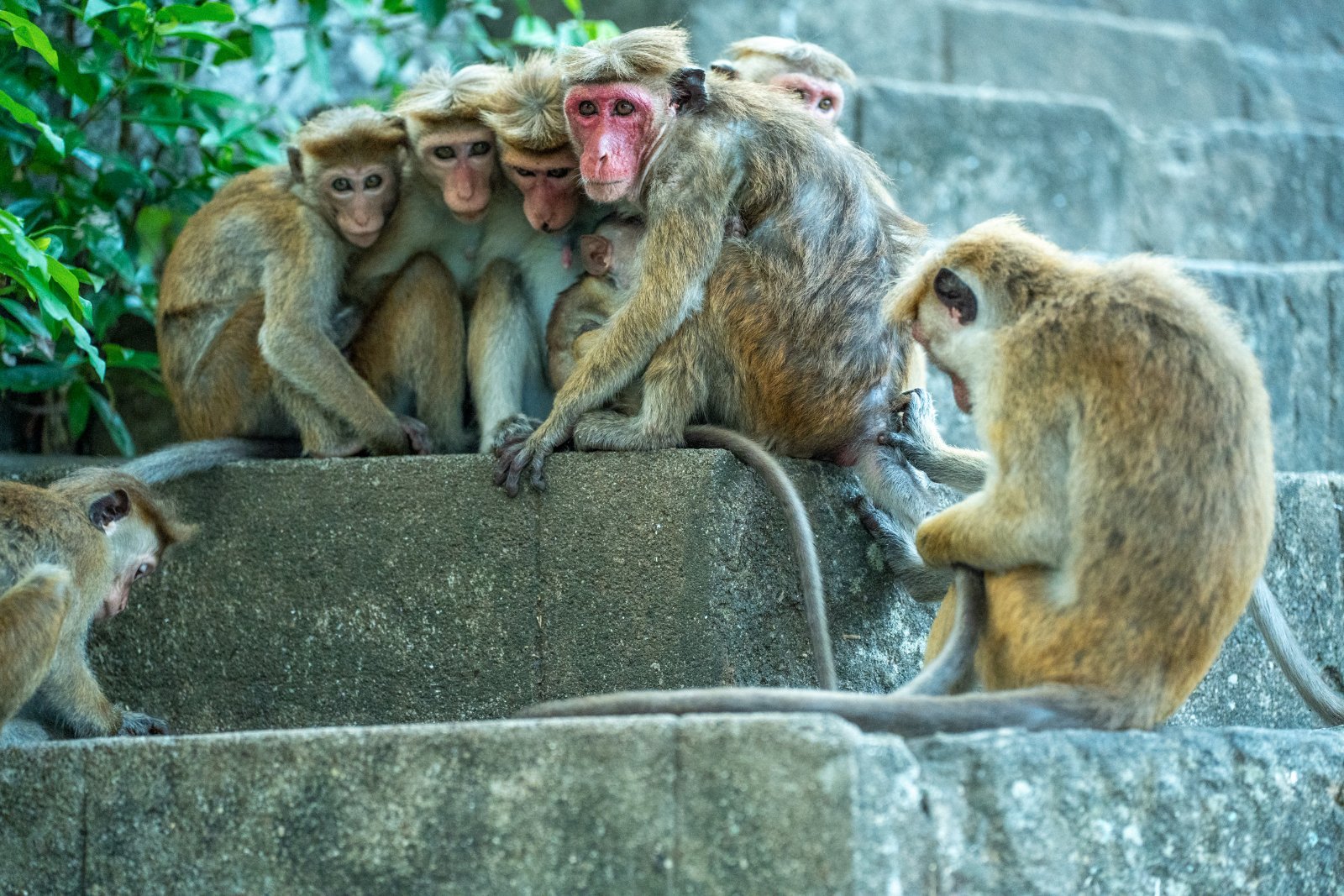 Family of monkeys sitting on stone steps in a lush green environment.