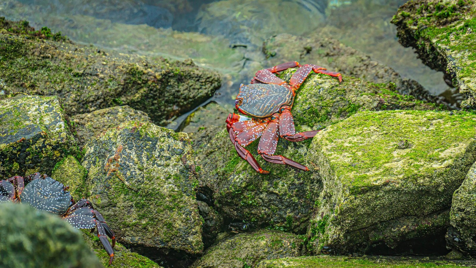 Colorful crabs crawling on green moss-covered rocks by water.