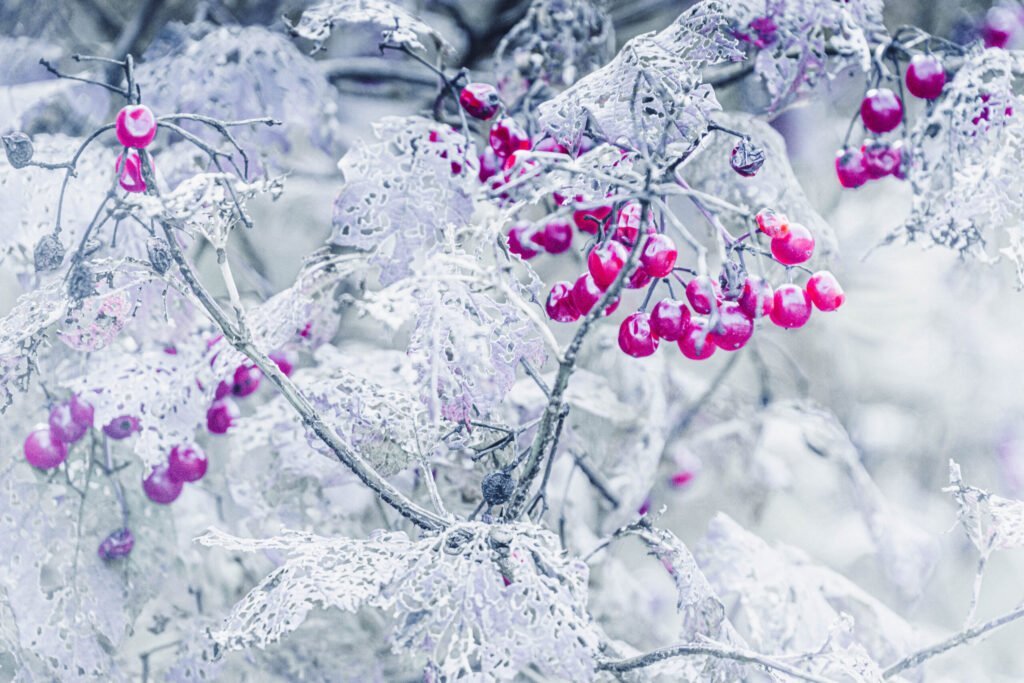 Frosty winterberry branches with bright red berries against a snowy background.