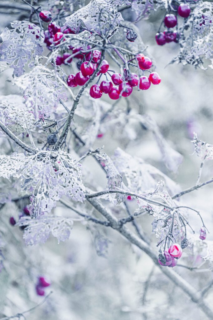 Winterberry branches with bright red berries covered in ice and snow.