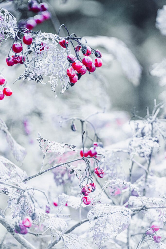Covered winterberry branches with vibrant red berries in a snowy landscape.