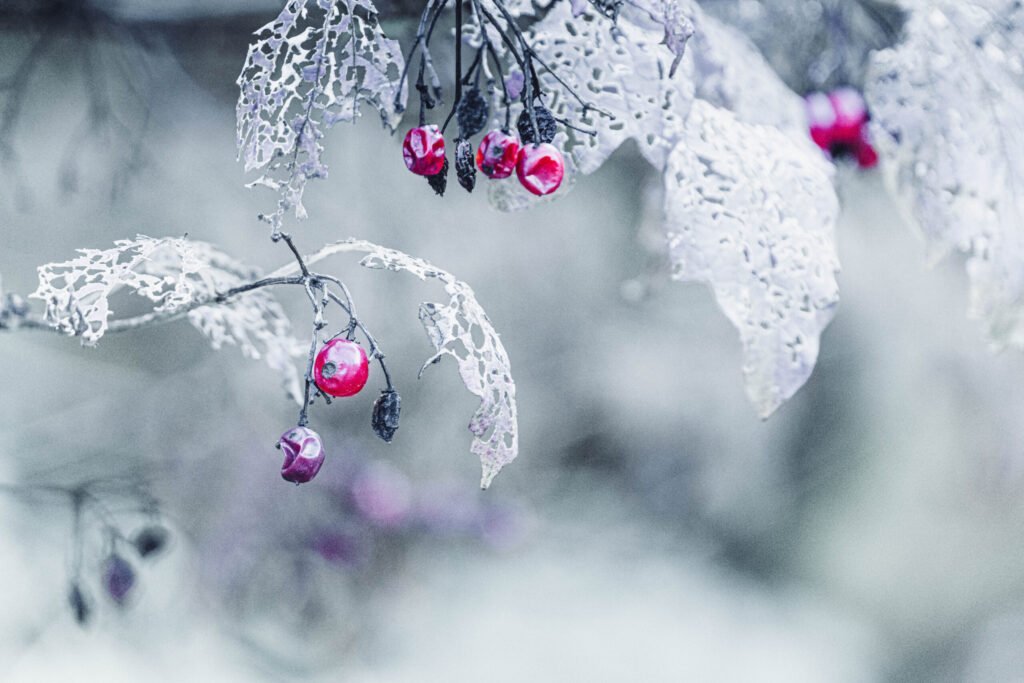 Frosted winterberry branches with red berries and lacy leaves.