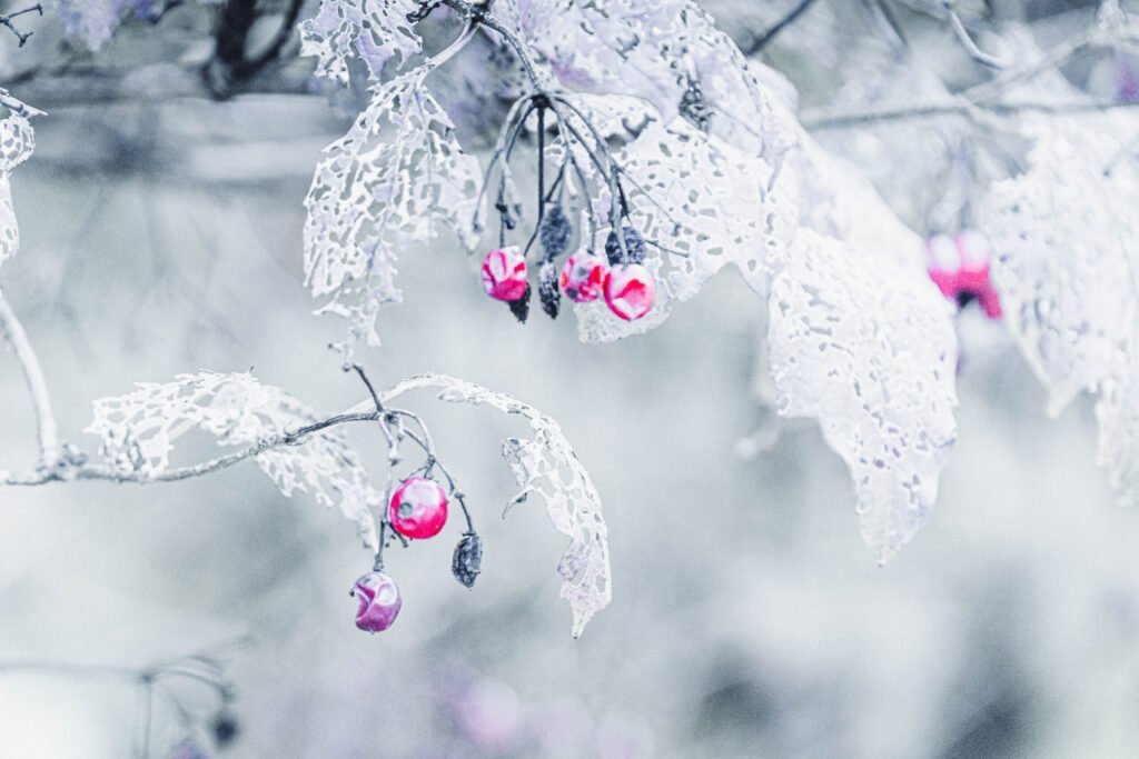 Winterberry berries covered in snow and ice, showcasing a serene winter landscape.
