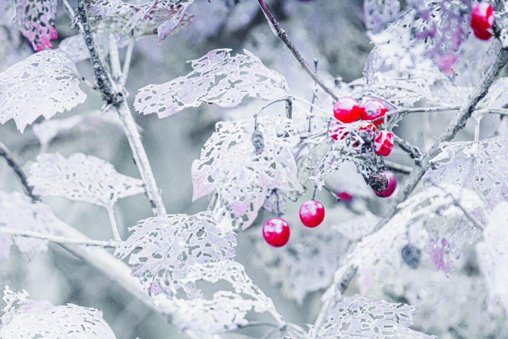Winterberry berries among frosted leaves and branches, showcasing a winter landscape with vibrant re.