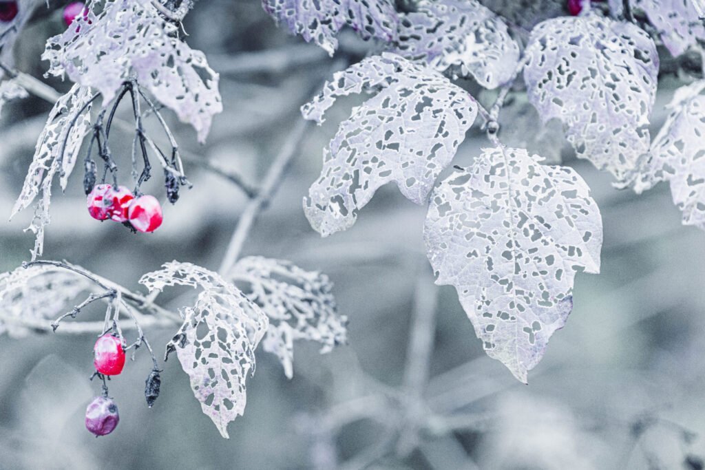 Frosted winterberry leaves with bright red berries in a snowy winter landscape.