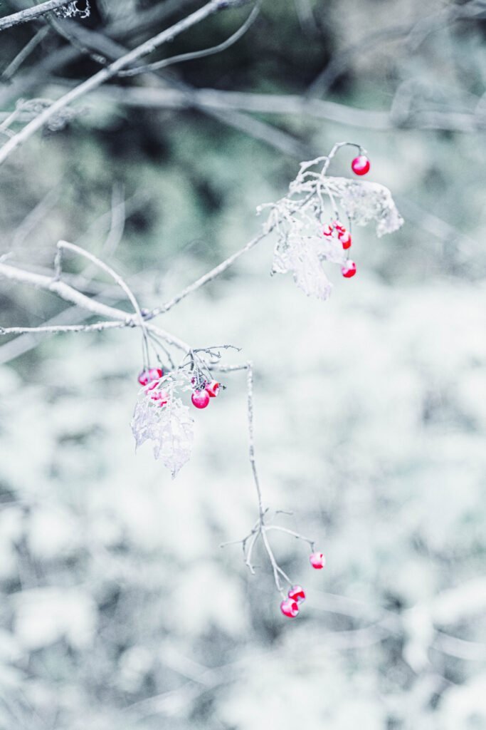 Winterberry branches with red berries covered in ice, set against a snowy background.