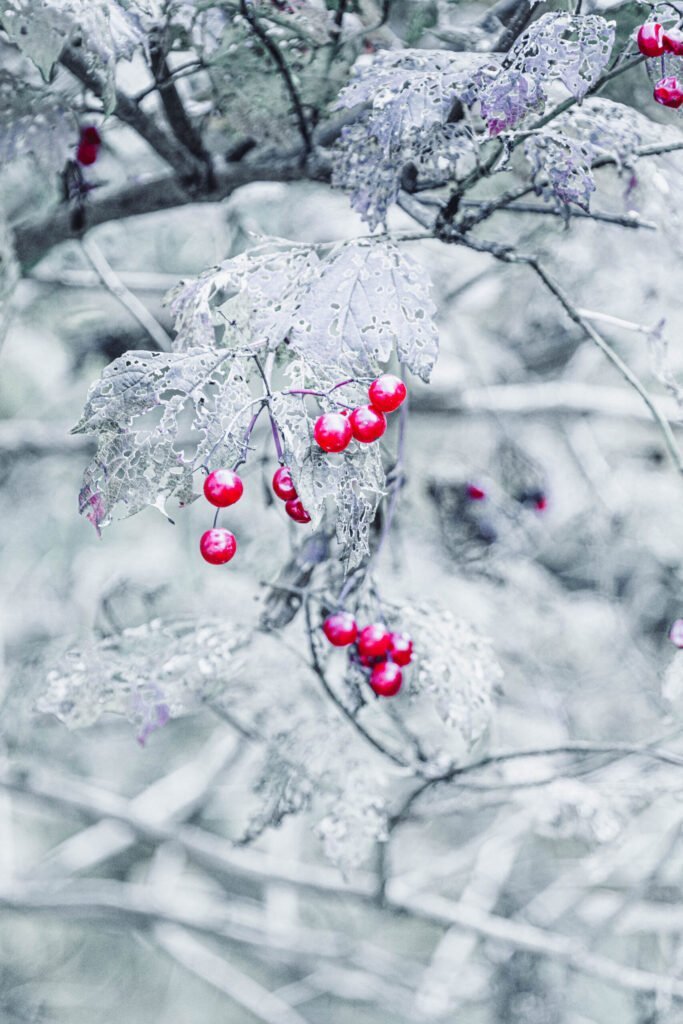 Winterberry branches covered in ice and snow, vibrant red berries in winter scene.