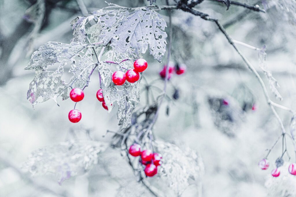 Winterberry with bright red berries and frosted leaves in a winter scene.