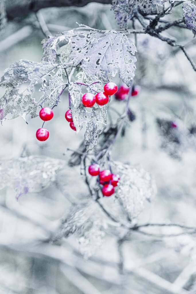 Winterberry berries with frosted leaves in winter landscape.