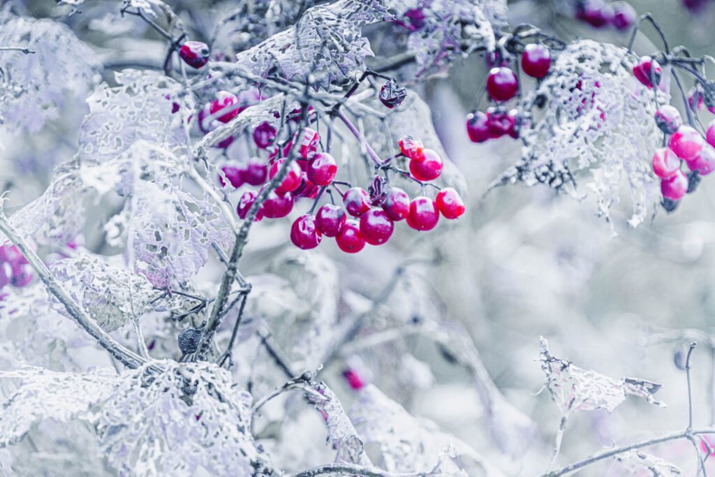 Winterberry branches covered in frost with vibrant red berries in a winter scene.