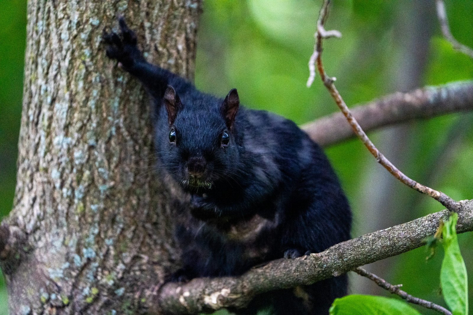 _A746709